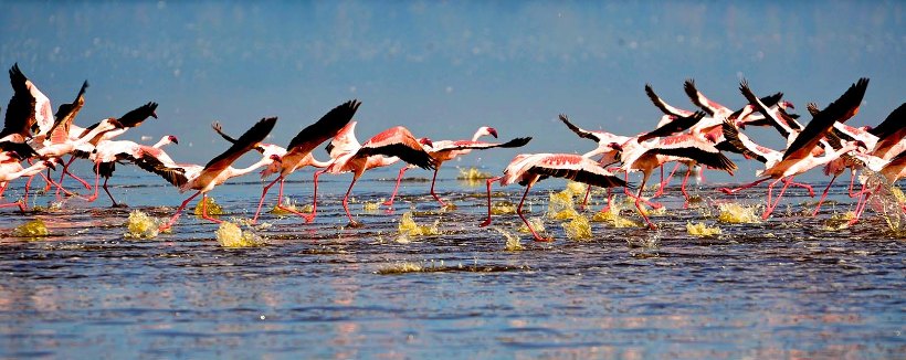 The Kenya Horizons Safari (8 Days) - www.safaris101.com