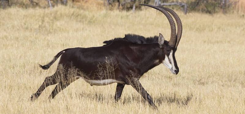 The Hidden Migration in Botswana Safari (7 Days) - www.safaris101.com