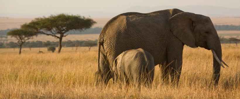Cheli's Premier Tented Safari - Kenya (10 Days) - www.safaris101.com