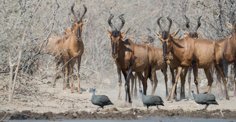 Namibia:- The Full Works! (12 Days) - www.africansafaristravel
