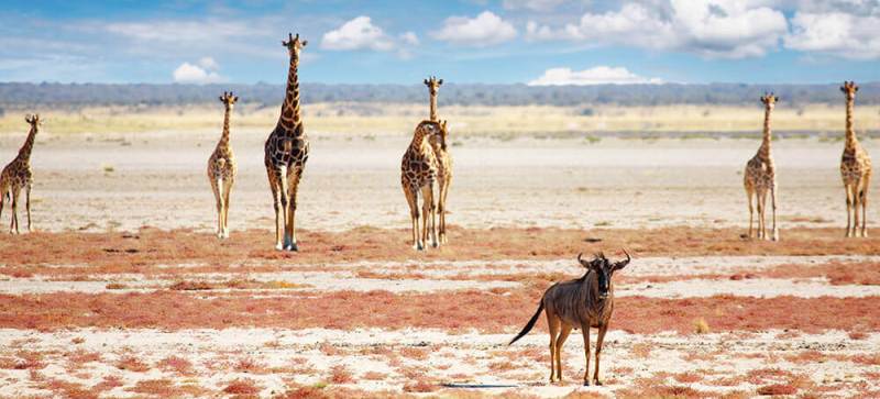 Journey Through Northern Namibia (7 Days) - www.safaris101.com