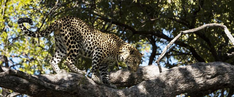 Two Sides of Botswana Safari (7 Days) - www.safaris101.com