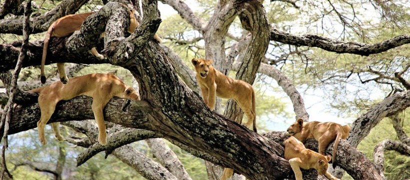 The Kifaru Safari, Tanzania (6 Days) - www.safaris101.com