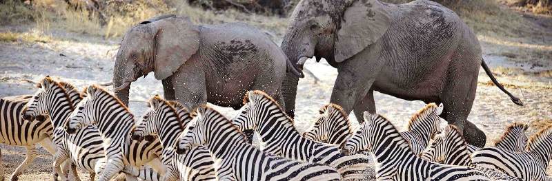 Untamed Botswana Safari (11 Days) - www.safaris101.com
