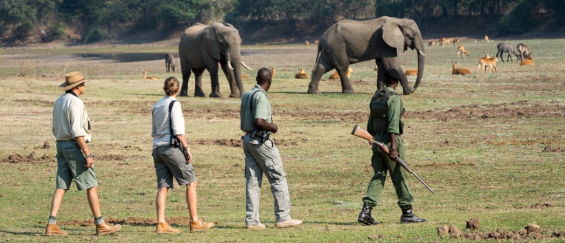 The South Luangwa Walking Safari (11 Days) - www.safaris101.com