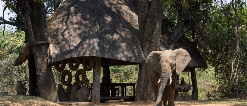The South Luangwa Walking Safari (11 Days) - www.safaris101.com